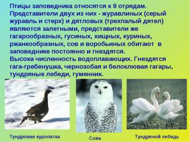 Птицы заповедника относятся к 9 отрядам. Представители двух из них - журавлин...