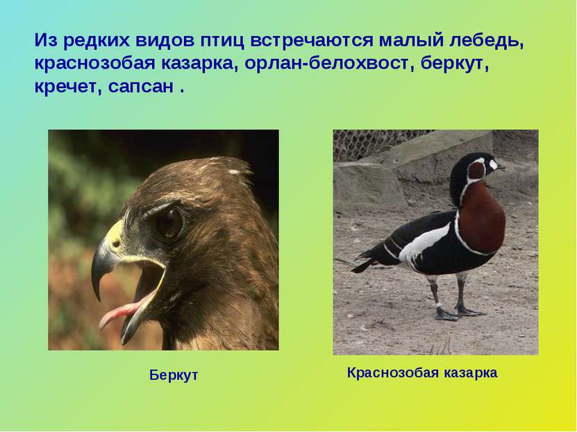 Из редких видов птиц встречаются малый лебедь, краснозобая казарка, орлан-бел...