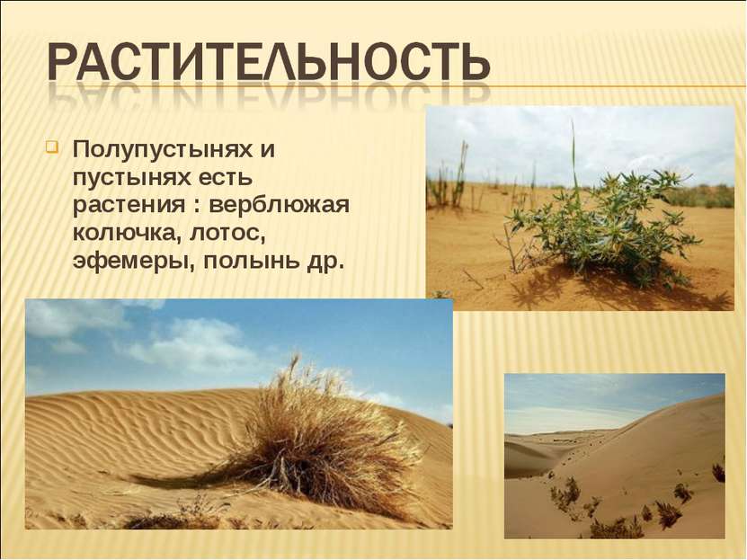 Полупустынях и пустынях есть растения : верблюжая колючка, лотос, эфемеры, по...