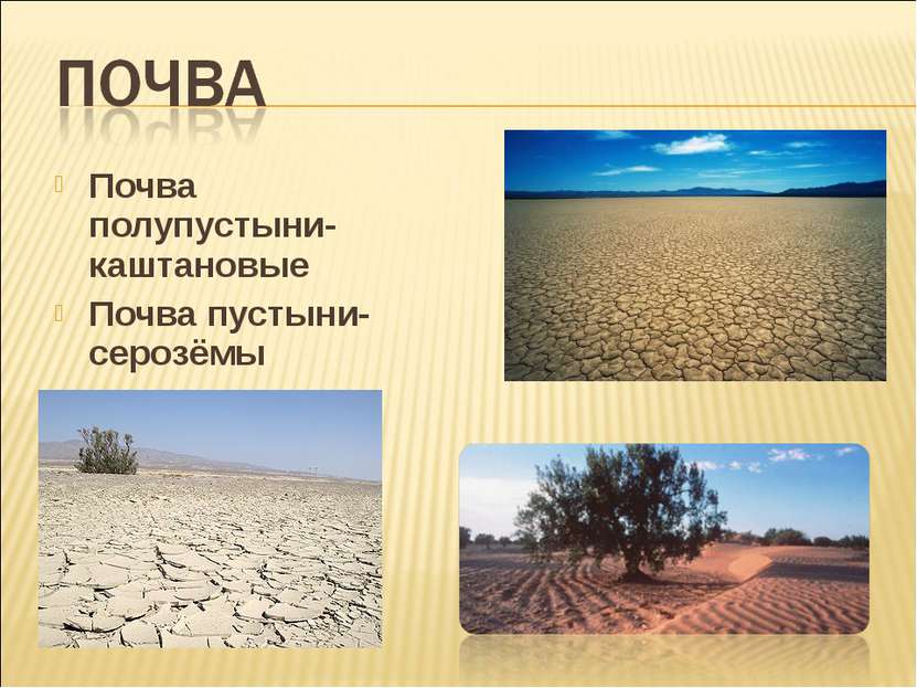 Почва полупустыни- каштановые Почва пустыни- серозёмы