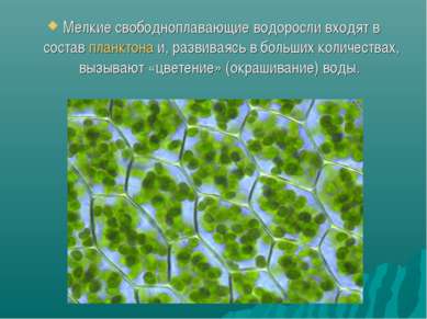   Мелкие свободноплавающие водоросли входят в состав планктона и, развиваясь ...