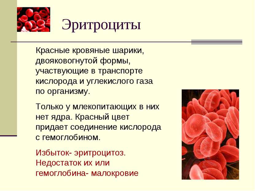 Эритроциты Красные кровяные шарики, двояковогнутой формы, участвующие в транс...