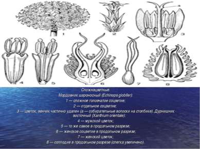 Сложноцветные. Мордовник шароносный (Echinops globifer): 1 — сложное головчат...