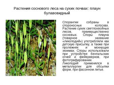 Растения соснового леса на сухих почвах: плаун булавовидный Спорангии собраны...