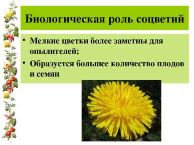 Биологическая роль соцветий Мелкие цветки более заметны для опылителей; Образ...