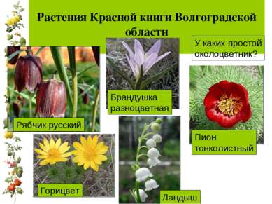 Растения Красной книги Волгоградской области У каких простой околоцветник?