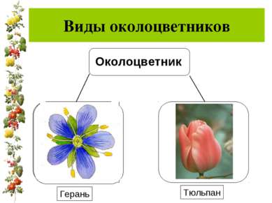 Виды околоцветников Герань Тюльпан