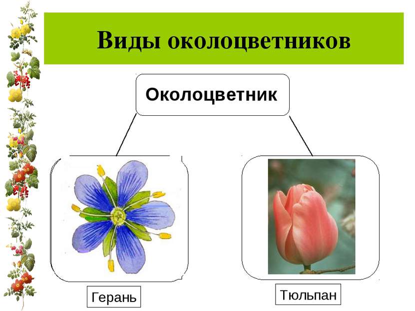 Виды околоцветников Герань Тюльпан