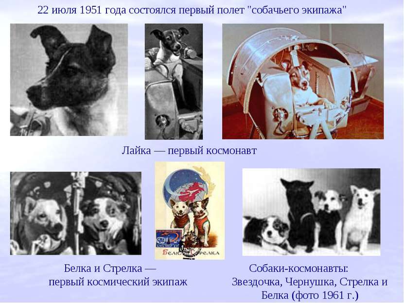 22 июля 1951 года состоялся первый полет "собачьего экипажа" Лайка — первый к...