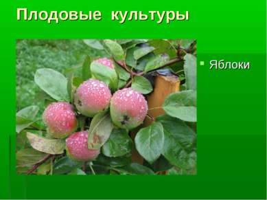 Плодовые культуры Яблоки