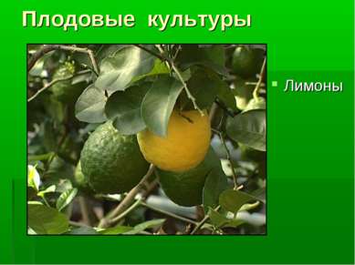 Плодовые культуры Лимоны