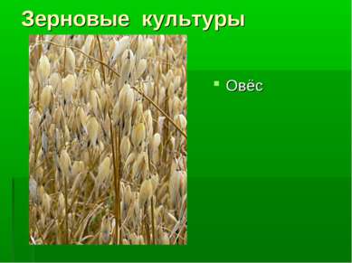 Зерновые культуры Овёс