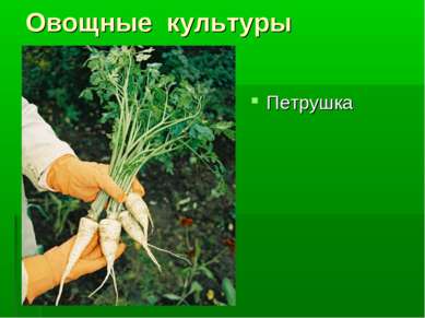 Овощные культуры Петрушка