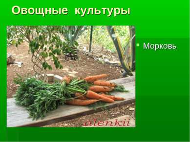 Овощные культуры Морковь