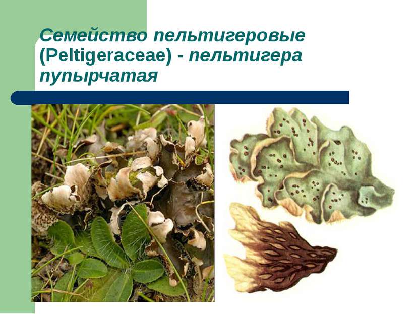 Семейство пельтигеровые (Peltigeraceae) - пельтигера пупырчатая