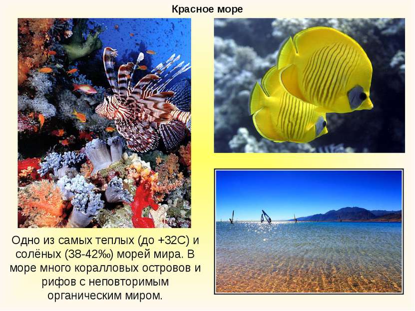 Красное море Одно из самых теплых (до +32С) и солёных (38-42‰) морей мира. В ...