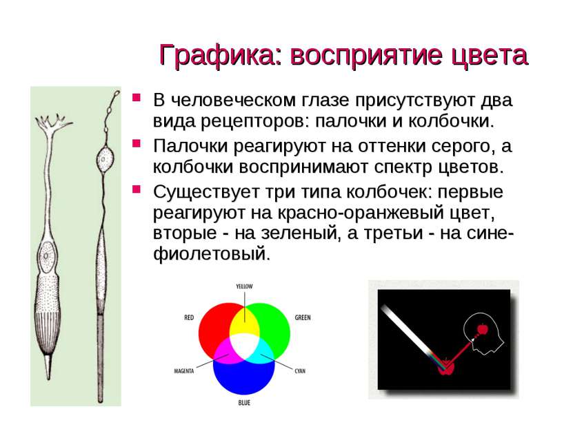 Графика: восприятие цвета В человеческом глазе присутствуют два вида рецептор...