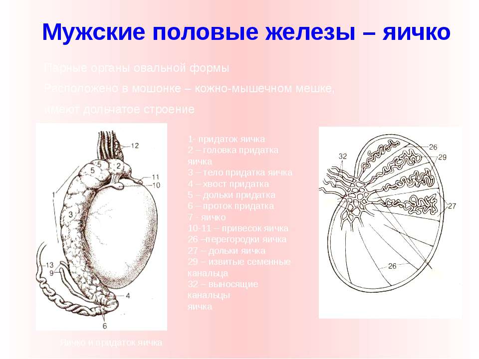 Яички какая секреция. Головка придатка яичка. Придаток яичка. Канал придатка яичка.