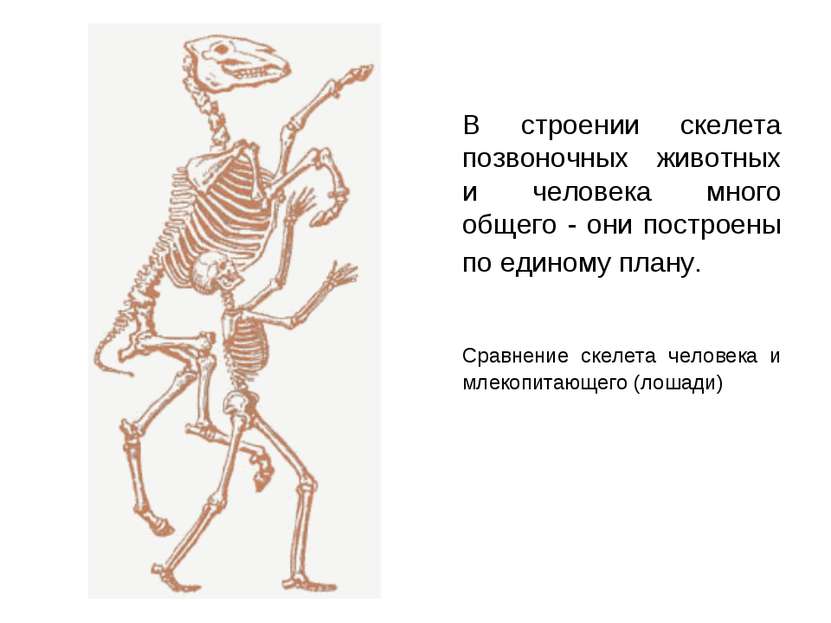 В строении скелета позвоночных животных и человека много общего - они построе...