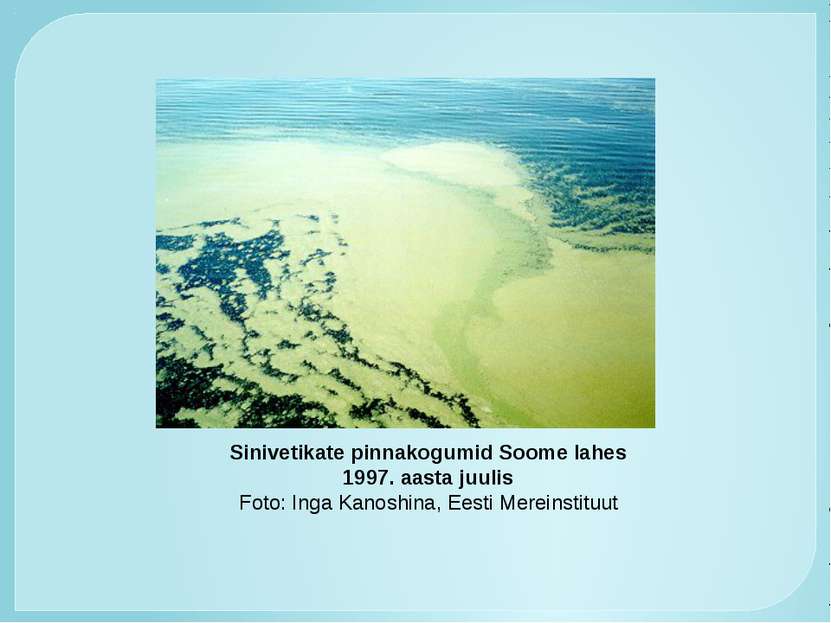 Sinivetikate pinnakogumid Soome lahes 1997. aasta juulis Foto: Inga Kanoshina...