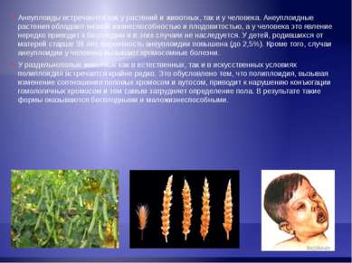 Анеуплоиды встречаются как у растений и животных, так и у человека. Анеуплоид...