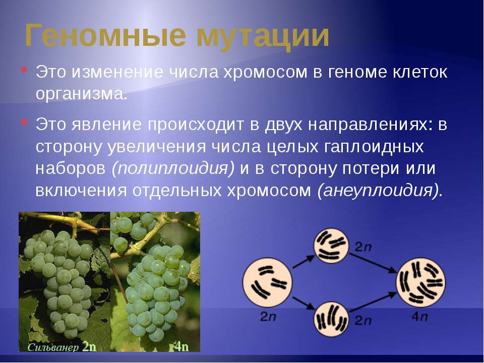 Геномные мутации человека презентация