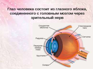 Глаз человека состоит из глазного яблока, соединенного с головным мозгом чере...