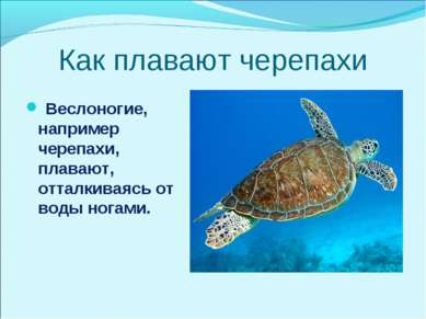 Как плавают черепахи Веслоногие, например черепахи, плавают, отталкиваясь от ...