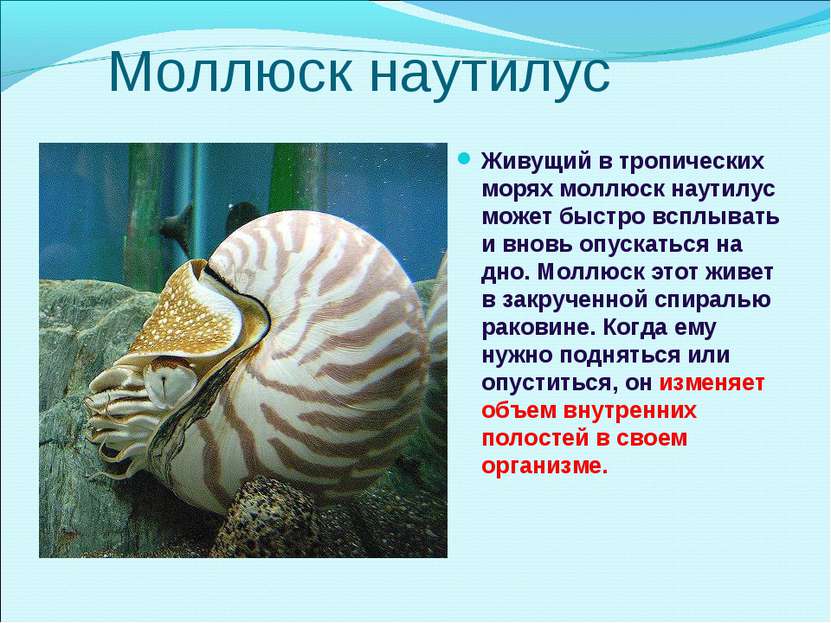 Моллюск наутилус Живущий в тропических морях моллюск наутилус может быстро вс...