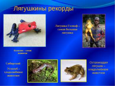 Лягушка Голиаф – самая большая лягушка Пумилио – самая ядовитая Сибирский Угл...