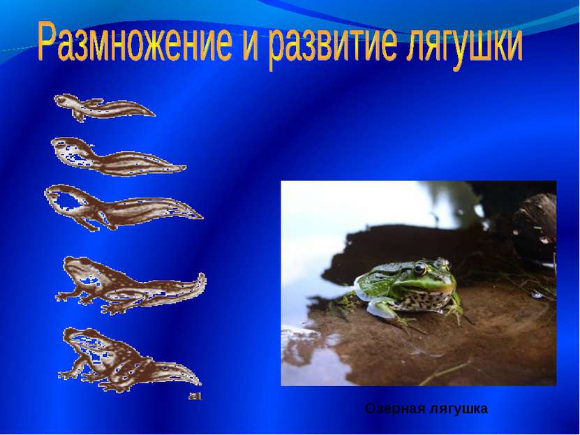 Озерная лягушка