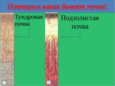 Повторим какая бывает почва! Тундровая почва Подзолистая почва