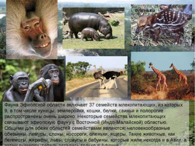 Фауна Эфиопской области включает 37 семейств млекопитающих, из которых 9, в т...
