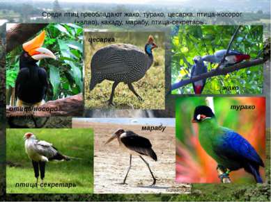 Среди птиц преобладают жако, турако, цесарка, птица-носорог (калао), какаду, ...