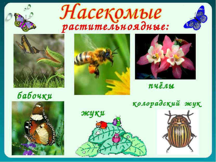 растительноядные: бабочки пчёлы жуки колорадский жук