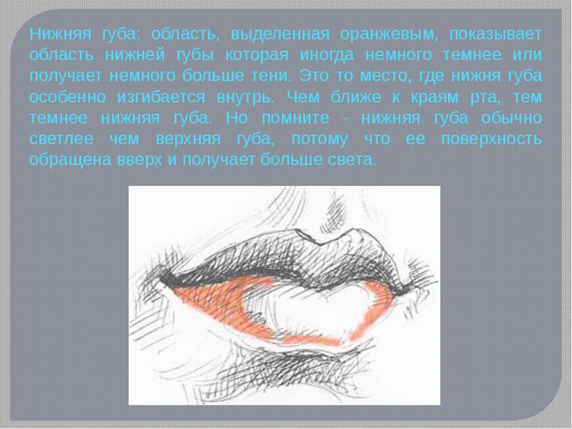 Нижняя губа: область, выделенная оранжевым, показывает область нижней губы ко...