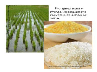 Рис - ценная зерновая культура. Его выращивают в южных районах на поливных зе...