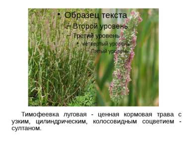 Тимофеевка луговая - ценная кормовая трава с узким, цилиндрическим, колосовид...