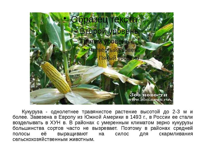 Кукуруза - однолетнее травянистое растение высотой до 2-3 м и более. Завезена...