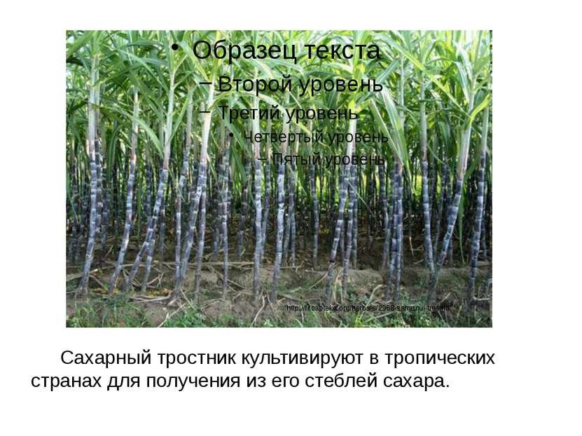 Сахарный тростник культивируют в тропических странах для получения из его сте...