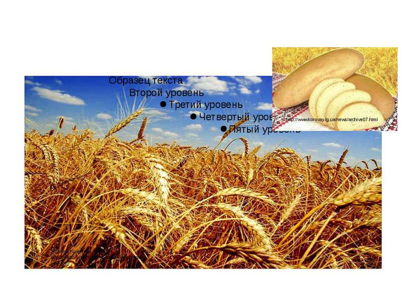 Яровая пшеница. http://desc.agro.ru/desc/desc_info.aspx?id=6550 http://www.ko...