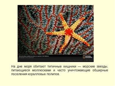 На дне моря обитают типичные хищники — морские звезды, питающиеся моллюсками ...