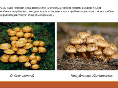 А из числа высших грибных организмов (или шляпочных грибов) самыми вредоносны...