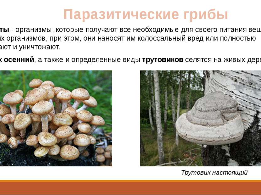 Паразитические грибы Паразиты - организмы, которые получают все необходимые д...