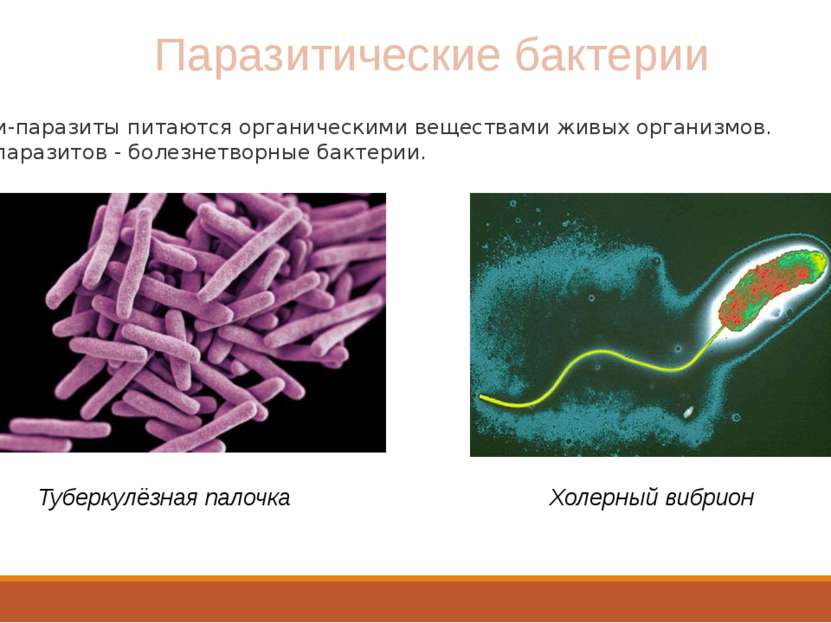 Паразитические бактерии Бактерии-паразиты питаются органическими веществами ж...