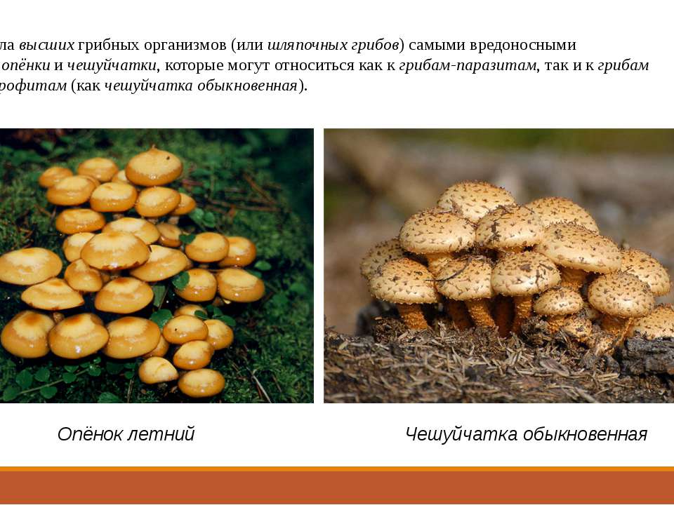 К какому веществу относятся грибы. Паразитические грибы. Группы паразитических грибов. К паразитическим грибам относятся. Гриб который относится к грибам паразитам.