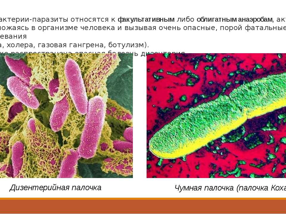 В скотомогильниках бактерии очень опасного заболевания