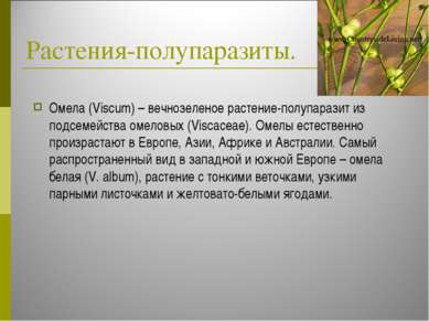 Растения-полупаразиты. Омела (Viscum) – вечнозеленое растение-полупаразит из ...
