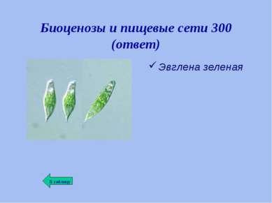 Биоценозы и пищевые сети 300 (ответ) Эвглена зеленая
