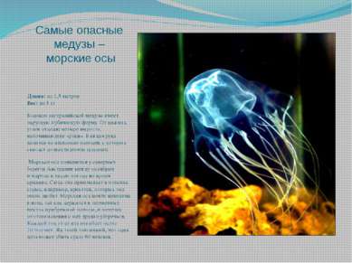 Самые опасные медузы – морские осы Длина: до 1,5 метров Вес: до 3 кг Колокол ...